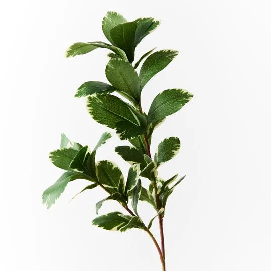 12 x Pittosporum Leaf Spray