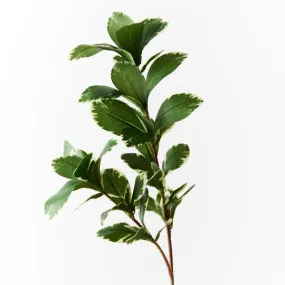 12 x Pittosporum Leaf Spray