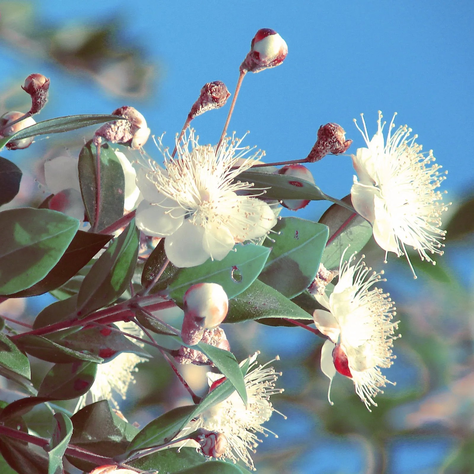 Myrtle Organic Essential Oil (No. 176)